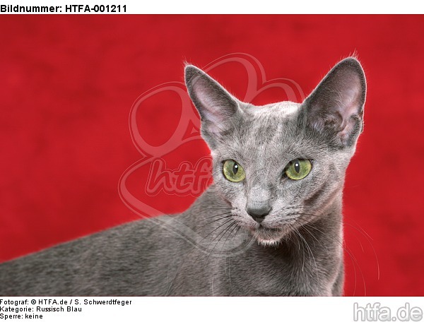 Russisch Blau / russian blue / HTFA-001211