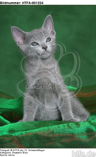 Russisch Blau Kätzchen / russian blue kitten / HTFA-001224