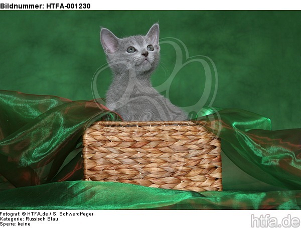 Russisch Blau Kätzchen / russian blue kitten / HTFA-001230