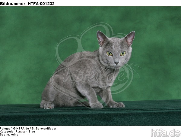 Russisch Blau / russian blue / HTFA-001232