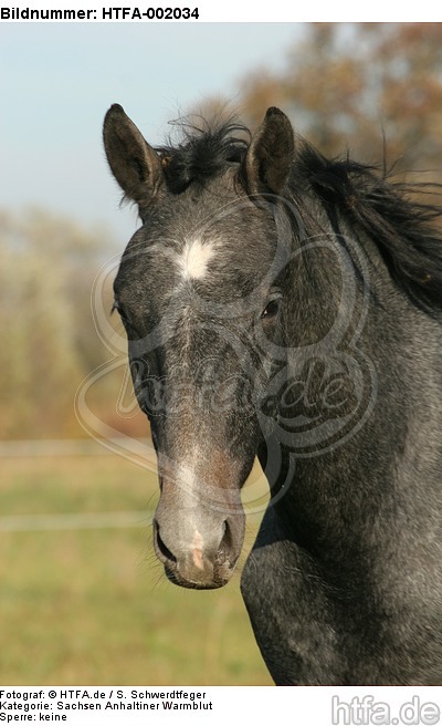 Sachsen Anhaltiner Warmblut / horse / HTFA-002034