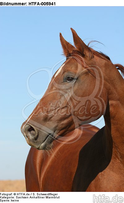 Sachsen Anhaltiner Warmblut / horse / HTFA-005941