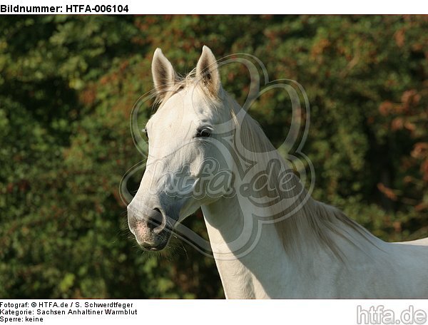 Sachsen Anhaltiner Warmblut / horse / HTFA-006104