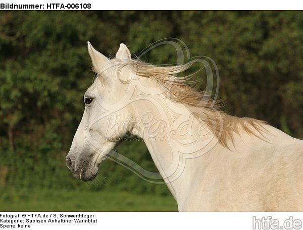 Sachsen Anhaltiner Warmblut / horse / HTFA-006108