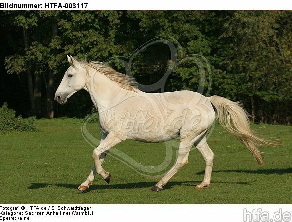 Sachsen Anhaltiner Warmblut / horse / HTFA-006117