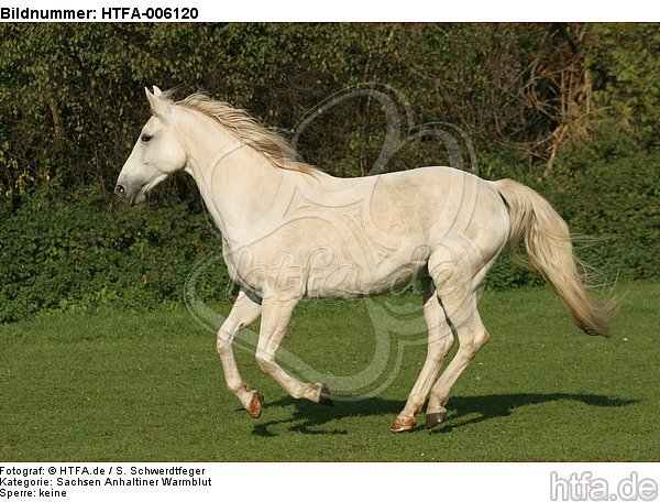 Sachsen Anhaltiner Warmblut / horse / HTFA-006120