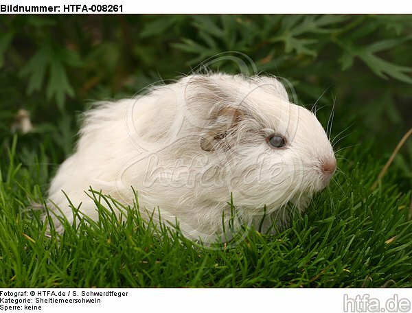 junges Sheltiemeerschwein / young guninea pig / HTFA-008261