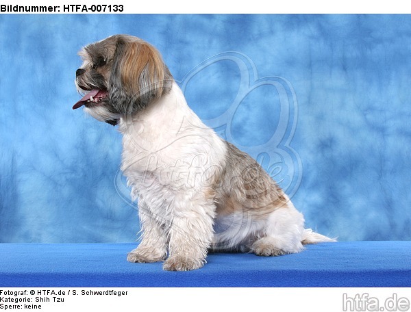 Shih Tzu / HTFA-007133