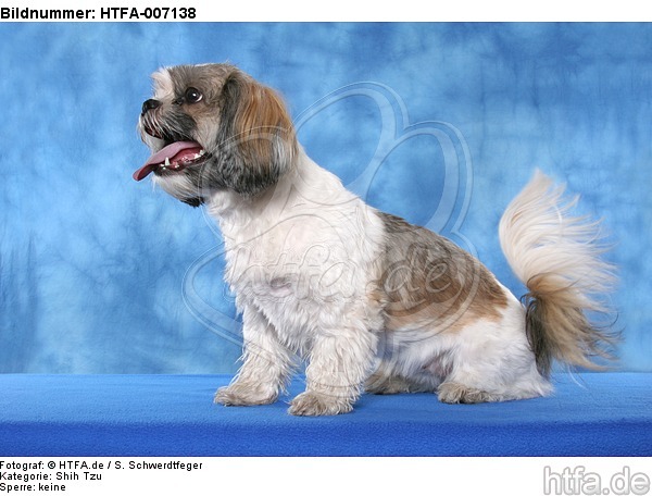 Shih Tzu / HTFA-007138