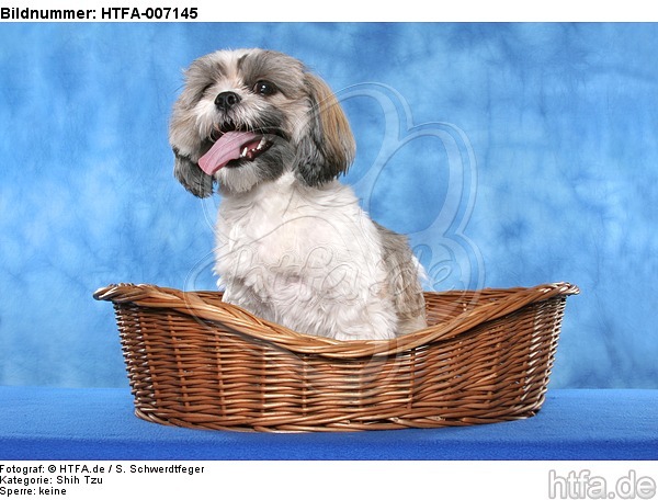 Shih Tzu / HTFA-007145