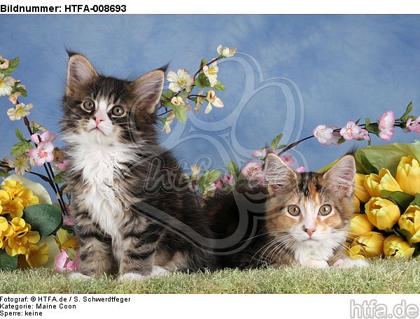 Maine Coon Kätzchen / maine coon kitten / HTFA-008693