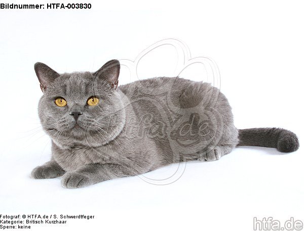 Britisch Kurzhaar / british shorthair / HTFA-003830