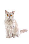 Britisch Kurzhaar / british shorthair