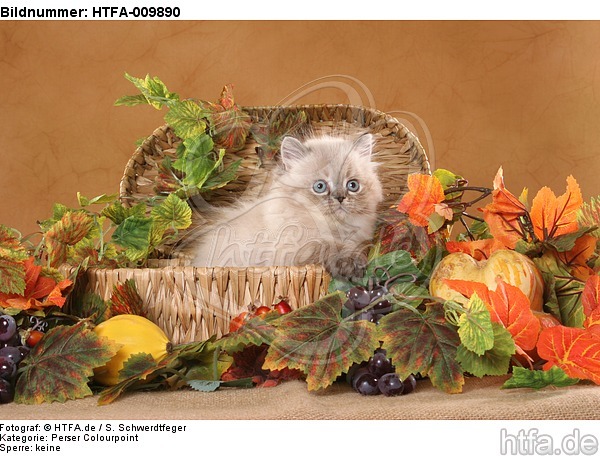 Perser Colourpoint Kätzchen / persian colourpoint kitten / HTFA-009890