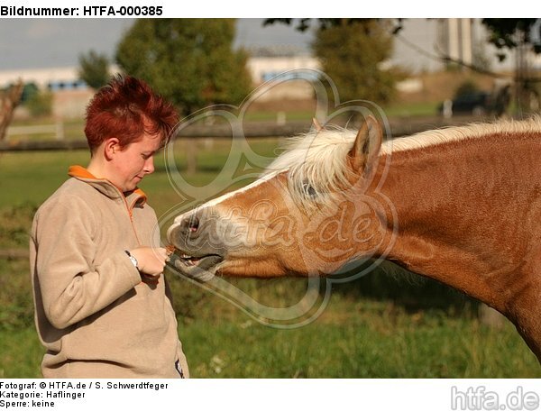 Frau füttert Haflinger / woman feeds haflinger horse / HTFA-000385