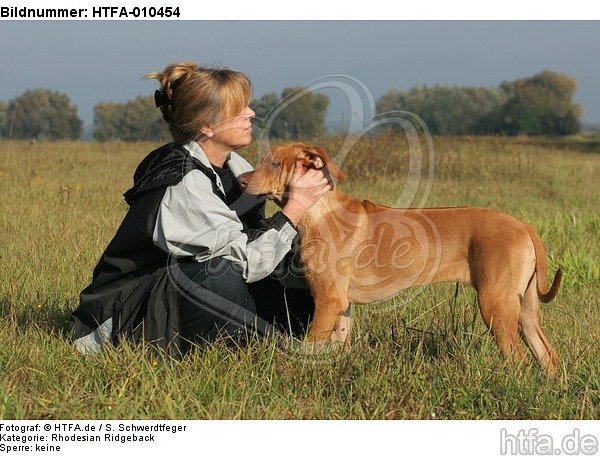 Frau streichelt Rhodesian Ridgeback / woman is fondling Rhodesian Ridgeback / HTFA-010454