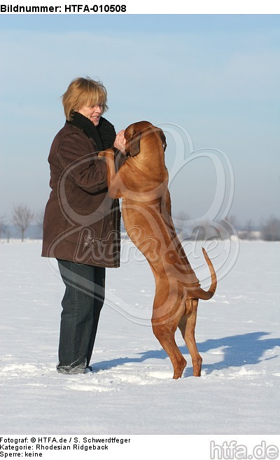 Frau mit Rhodesian Ridgeback / woman with Rhodesian Ridgeback / HTFA-010508