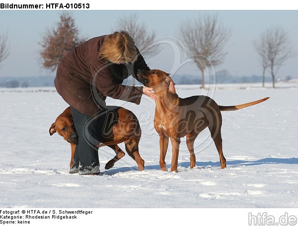 Frau mit Rhodesian Ridgebacks / woman with Rhodesian Ridgebacks / HTFA-010513