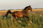 galoppierender Holsteiner / galloping Holsteiner