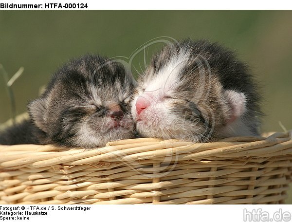 2 Katzenbabys / 2 kitten / HTFA-000124