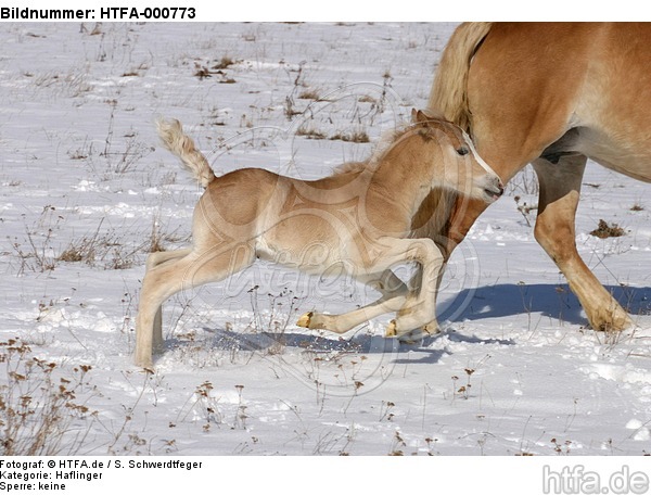 galoppierendes Haflinger Fohlen / galloping haflinger horse foal / HTFA-000773