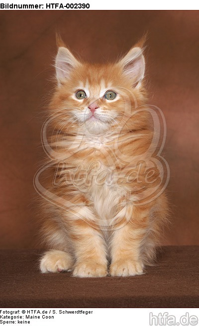 Maine Coon Kätzchen / maine coon kitten / HTFA-002390
