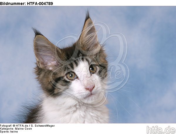 Maine Coon Kätzchen / maine coon kitten / HTFA-004789