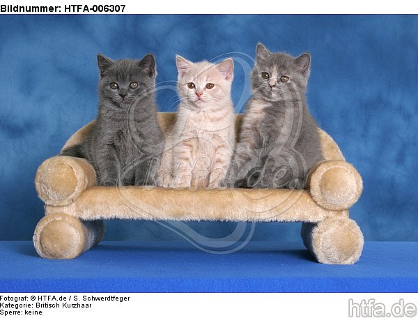 Britisch Kurzhaar Kätzchen / british shorthair kitten / HTFA-006307