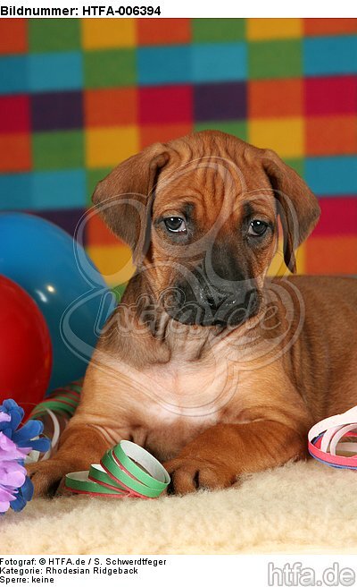 Rhodesian Ridgeback Welpe / rhodesian ridgeback puppy / HTFA-006394