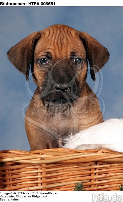 Rhodesian Ridgeback Welpe / rhodesian ridgeback puppy / HTFA-006551