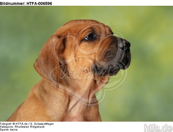 Rhodesian Ridgeback Welpe / rhodesian ridgeback puppy / HTFA-006596