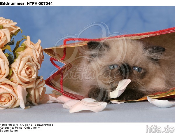 Perser Colourpoint Kätzchen / persian colourpoint kitten / HTFA-007044