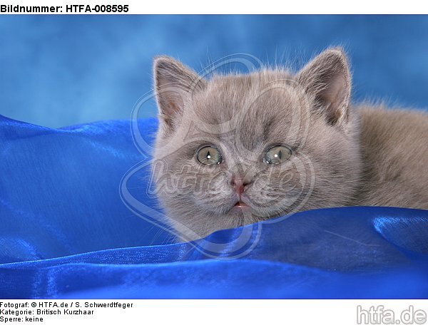 Britisch Kurzhaar Kätzchen Portrait / british shorthair kitten portrait / HTFA-008595