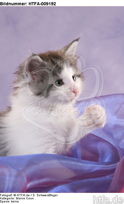 Maine Coon Kätzchen / maine coon kitten / HTFA-009192