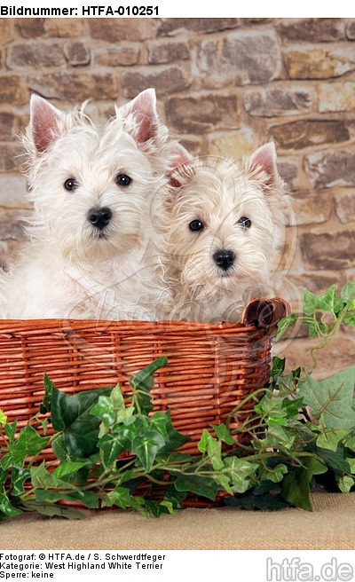 West Highland White Terrier Welpen / West Highland White Terrier Puppies / HTFA-010251