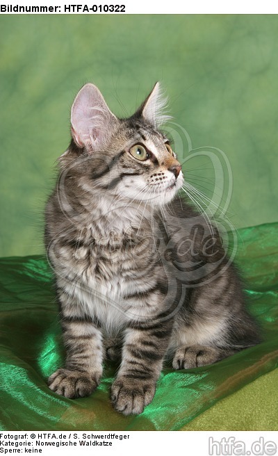 sitzendes Norwegisches Waldkätzchen / sitting Norwegian Forestcat kitten / HTFA-010322