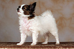 stehender Papillon Welpe / standing papillon puppy