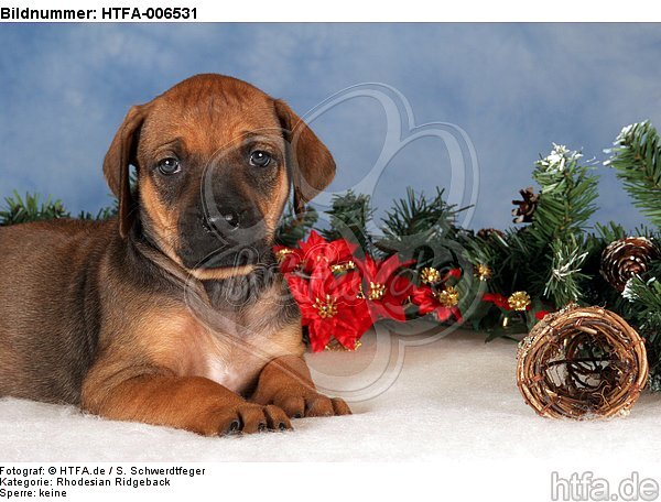 Rhodesian Ridgeback Welpe / rhodesian ridgeback puppy / HTFA-006531