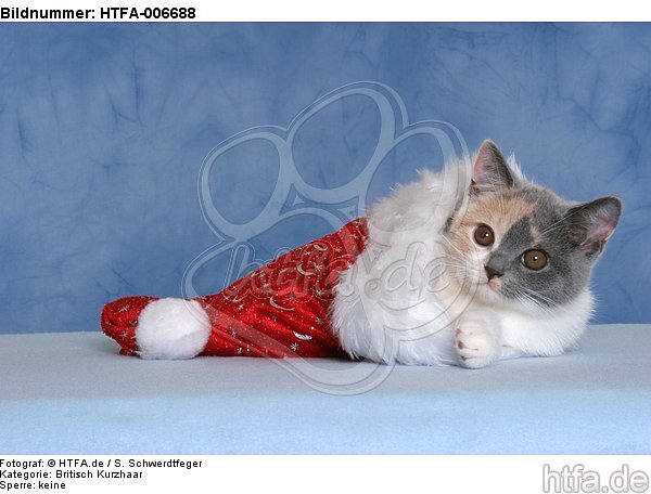 Britisch Kurzhaar Kätzchen / british shorthair kitten / HTFA-006688