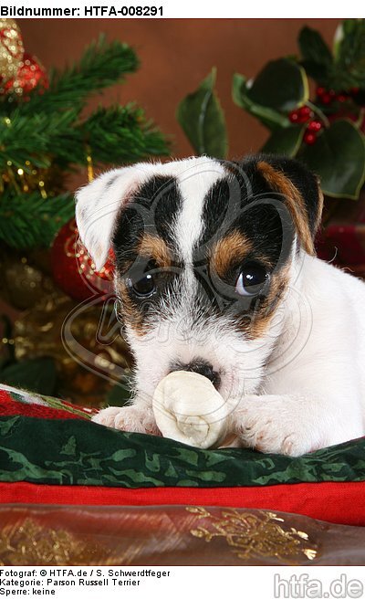 Parson Russell Terrier Welpe zu Weihnachten / PRT puppy at christmas / HTFA-008291