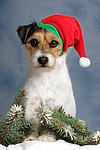 Parson Russell Terrier zu Weihnachten / PRT at christmas