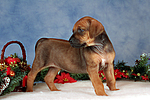 Rhodesian Ridgeback Welpe / rhodesian ridgeback puppy