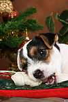 Parson Russell Terrier Welpe zu Weihnachten / PRT puppy at christmas