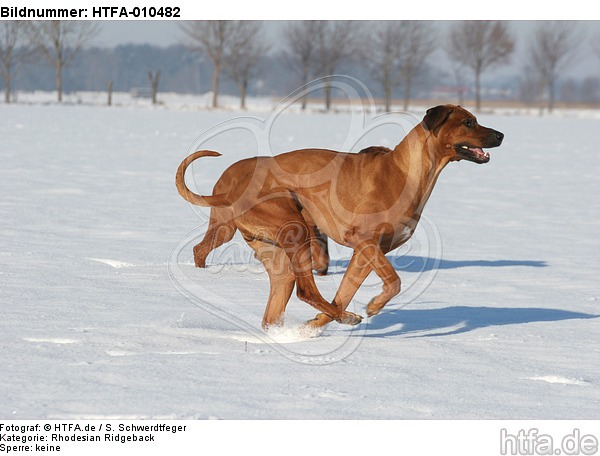 rennende Rhodesian Ridgebacks / running Rhodesian Ridgebacks / HTFA-010482