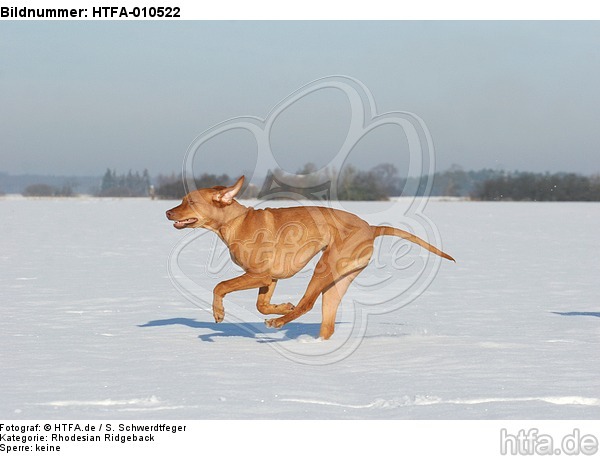 rennender Rhodesian Ridgeback / running Rhodesian Ridgeback / HTFA-010522