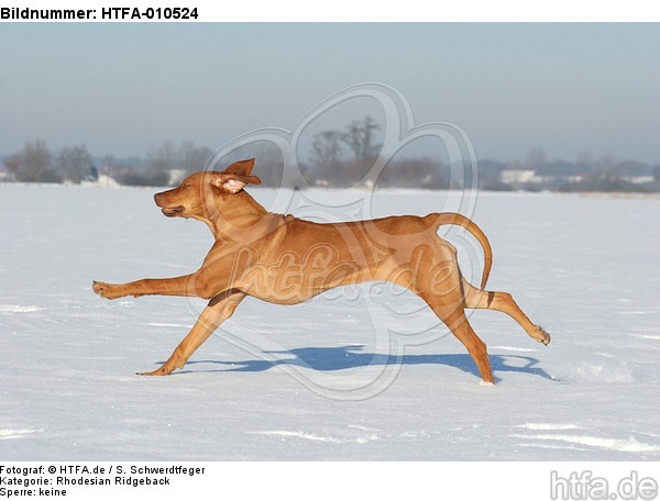 rennender Rhodesian Ridgeback / running Rhodesian Ridgeback / HTFA-010524