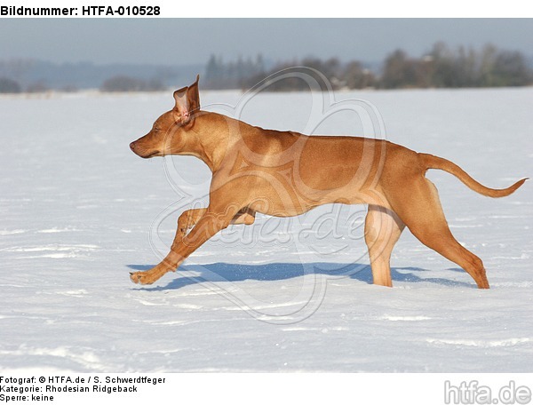 rennender Rhodesian Ridgeback / running Rhodesian Ridgeback / HTFA-010528