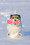 Parson Russell Terrier spielt im Schnee / prt playing in snow