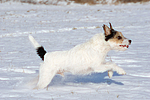 Parson Russell Terrier rennt durch den Schnee / PRT running through snow