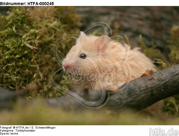 Teddyhamster / hamster / HTFA-000245